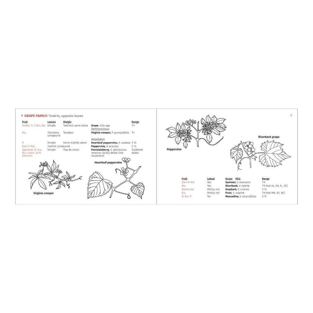 Berry Finder-Identifying Native Plants with Fleshy Fruits in Eastern North America