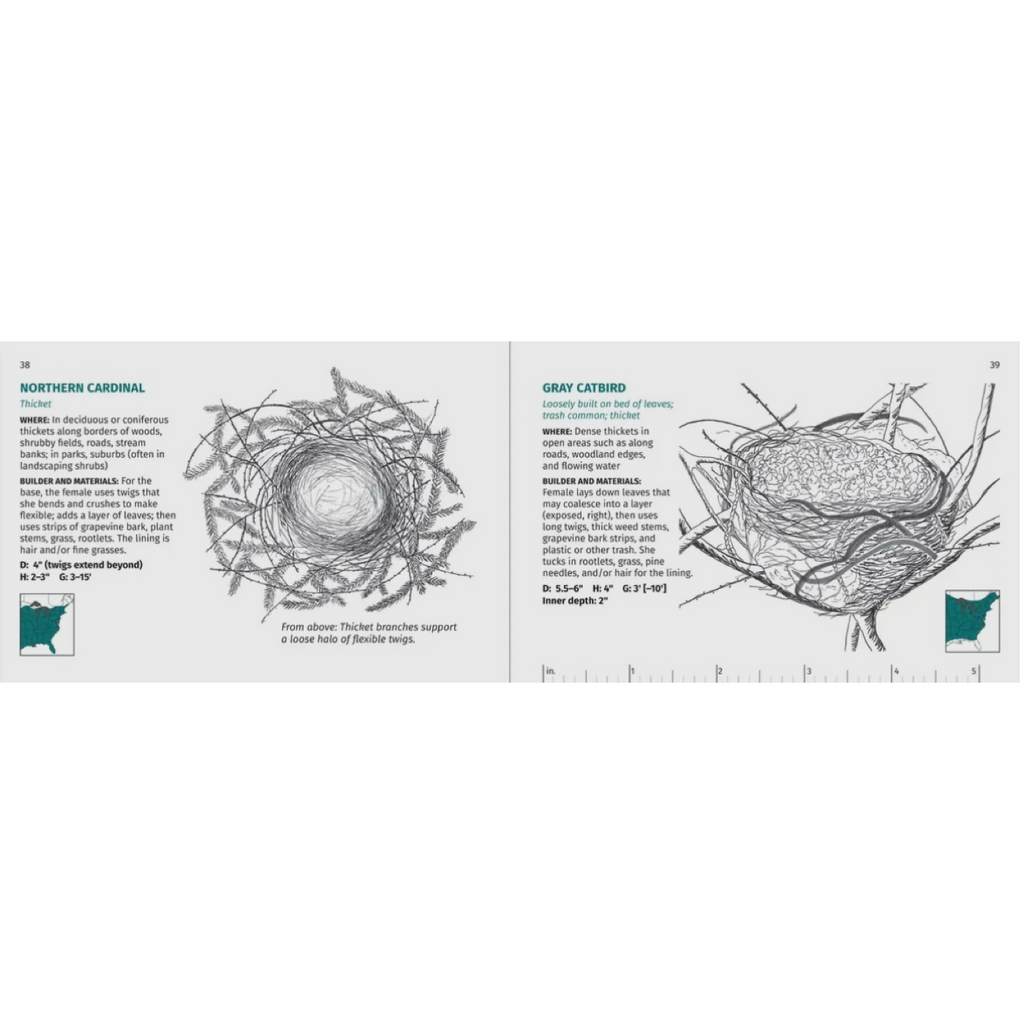 Bird Nest Finder: Identifying Above Ground Bird Nest in Eastern North America