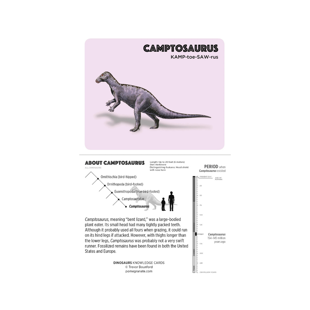 Dinosaur Knowledge Cards