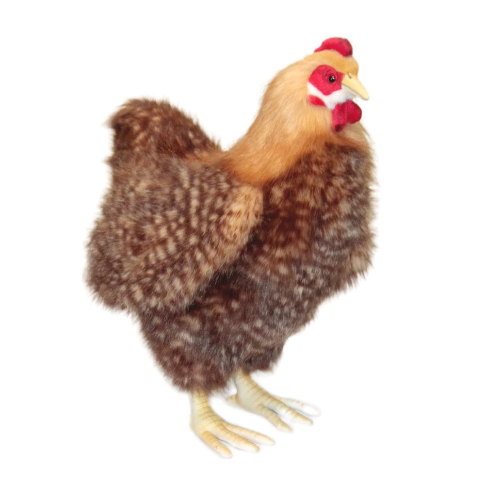 Hansa Brown Hen