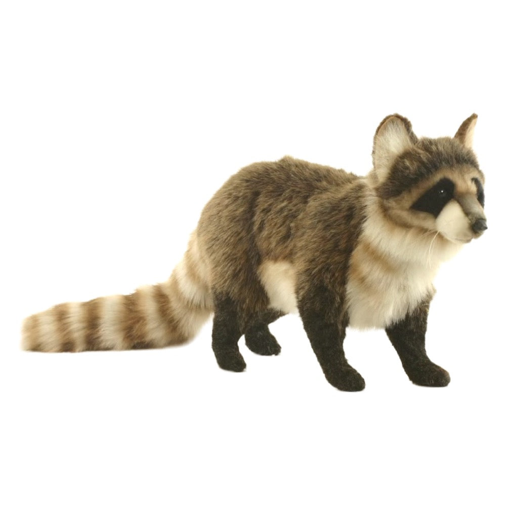 Hansa Raccoon Standing