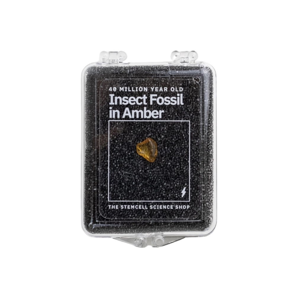 Insect Fossilized in Amber