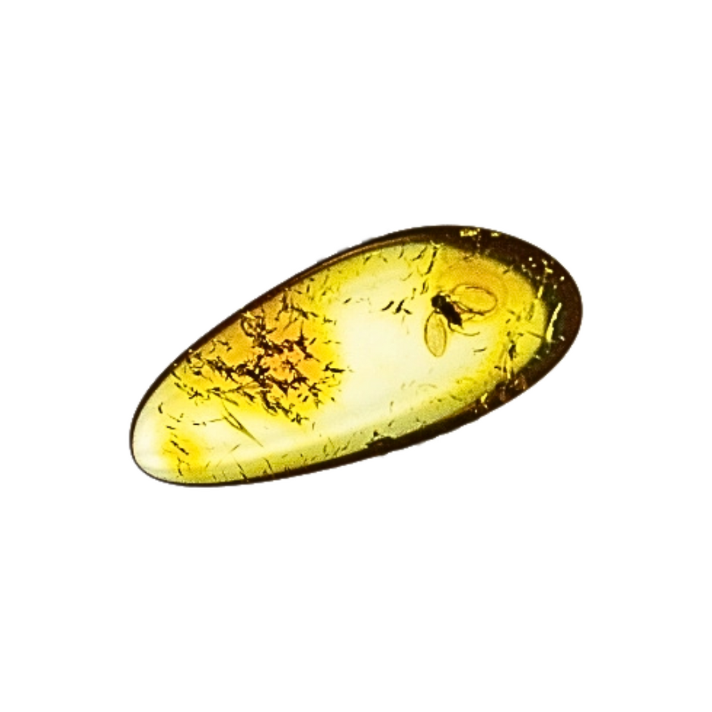 Insect Fossilized in Amber