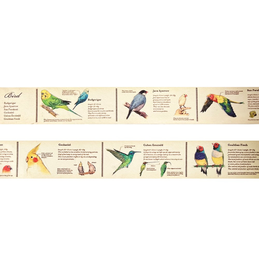 Japanese Masking Tape · Encyclopedia of Birds