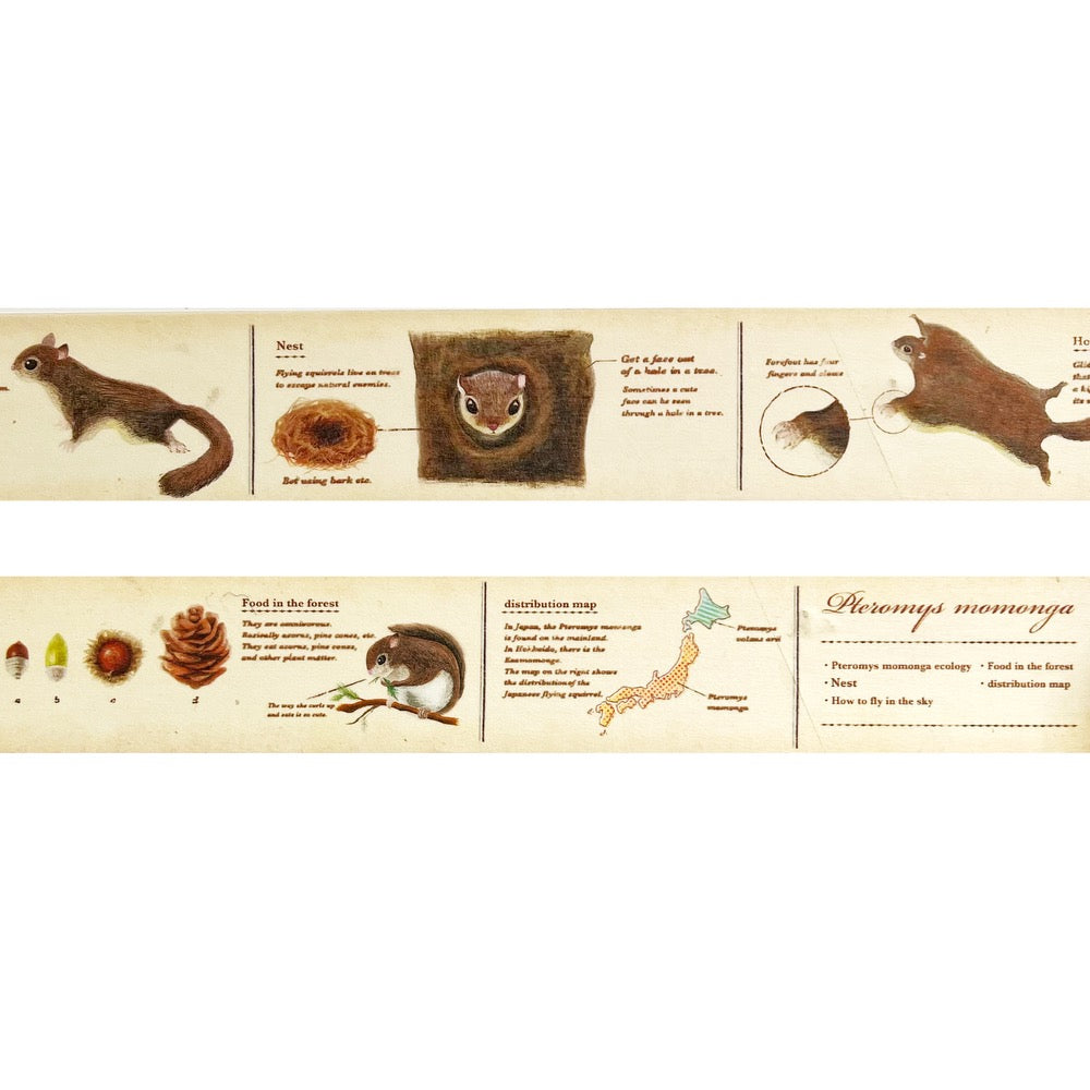 Japanese Masking Tape · Encyclopedia of Flying Squirrels