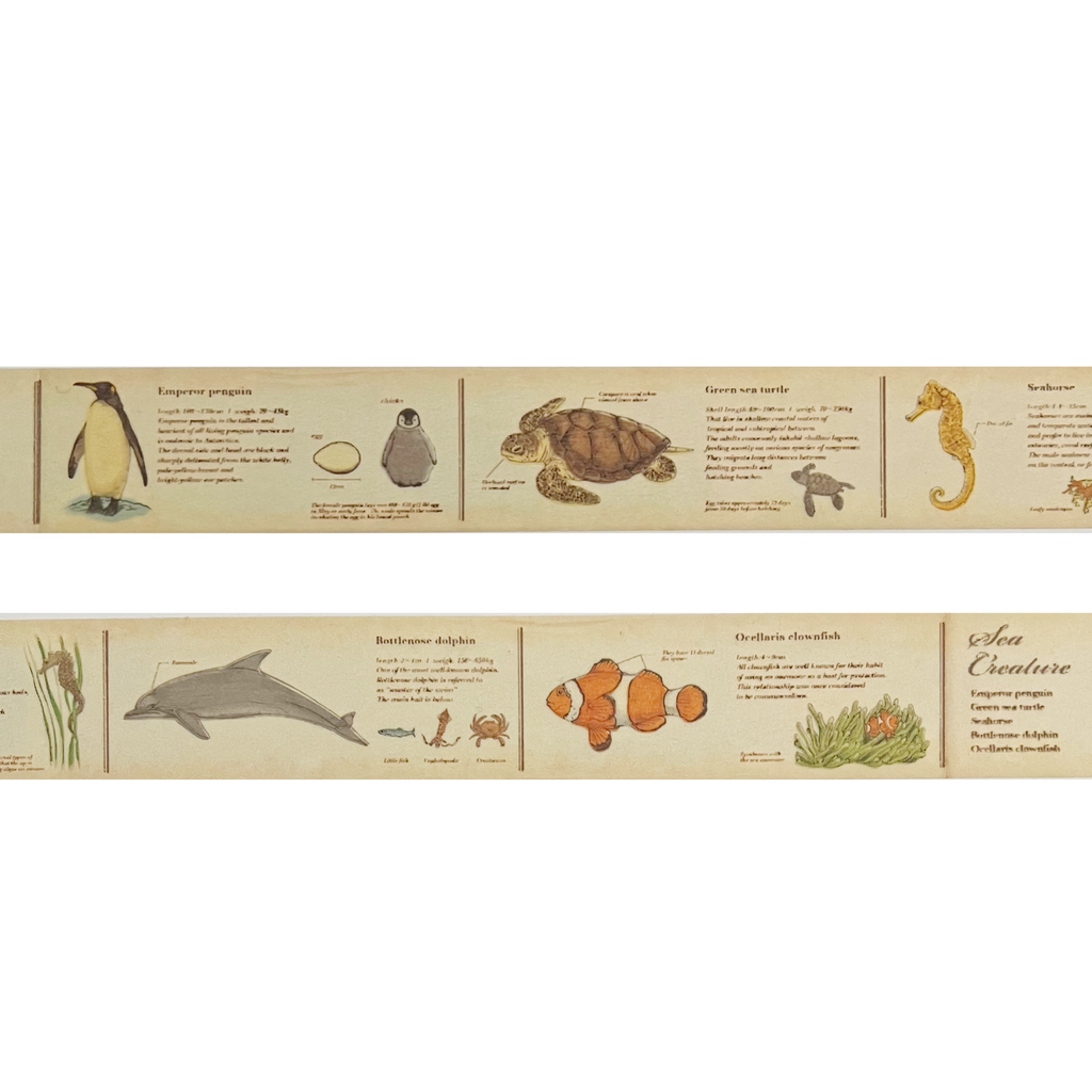 Japanese Masking Tape · Encyclopedia of Marine Life