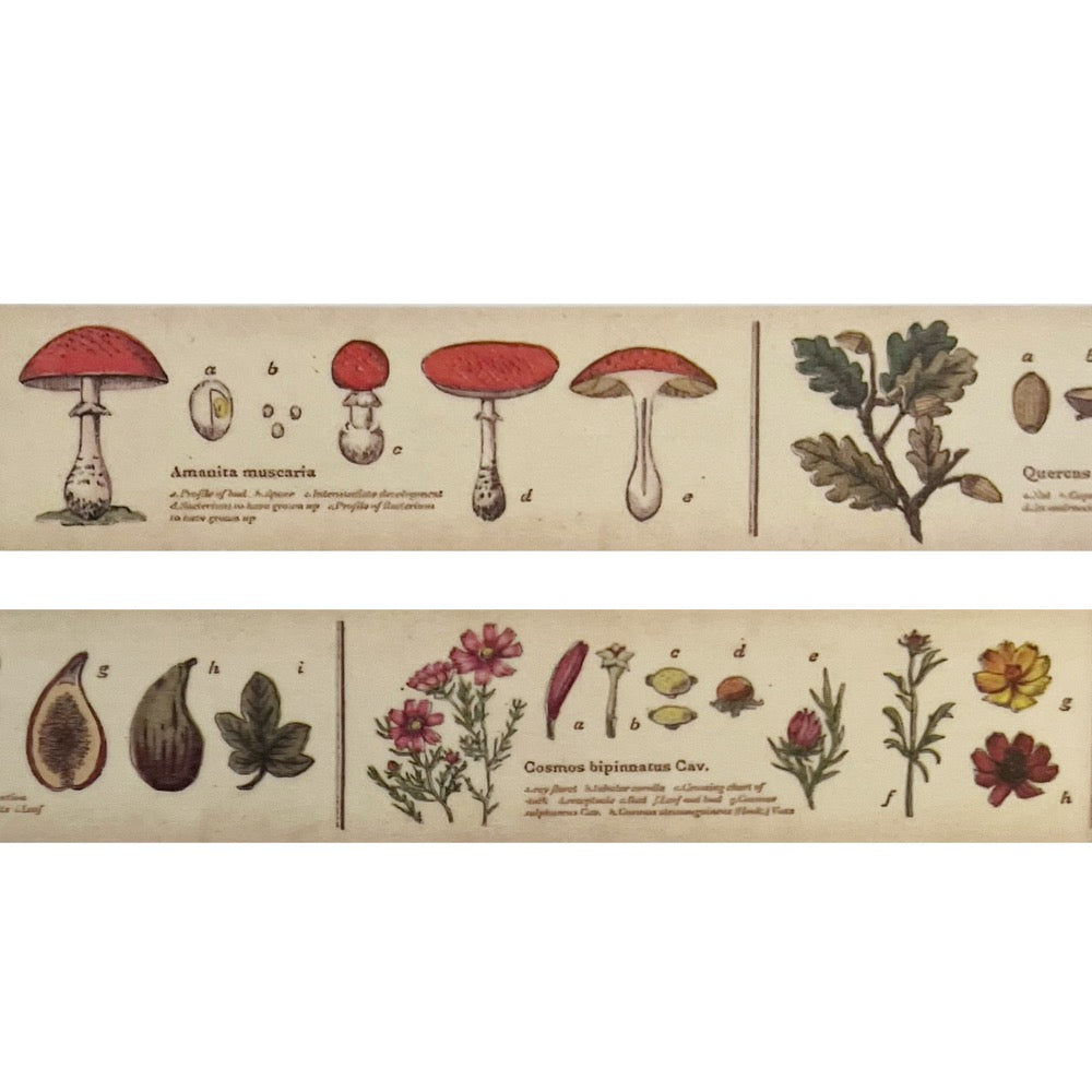 Japanese Masking Tape · Encyclopedia of Plants