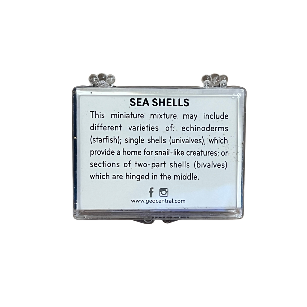 Set of Miniature Sea Shells