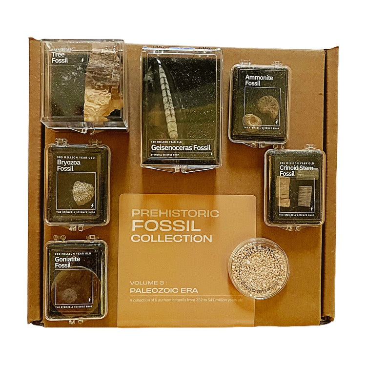 Prehistoric Fossils Collection