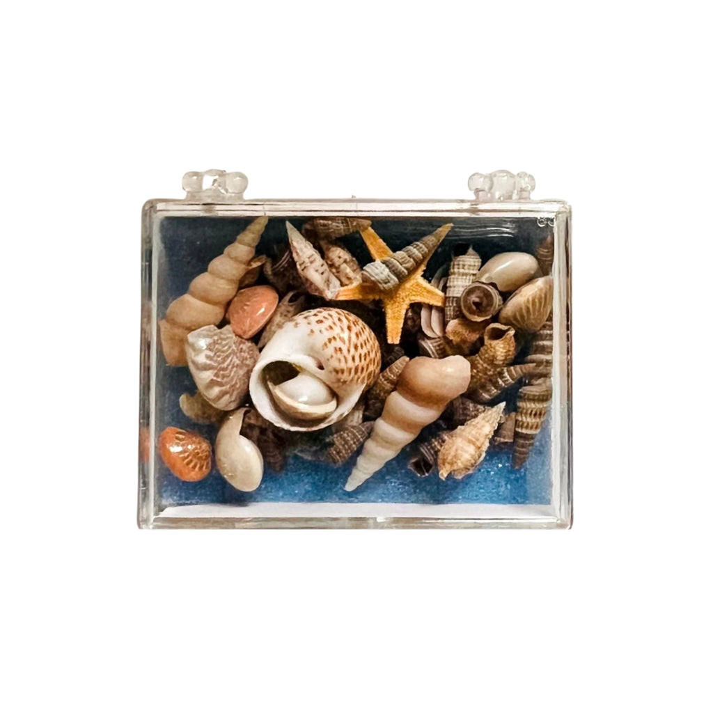 Set of Miniature Sea Shells