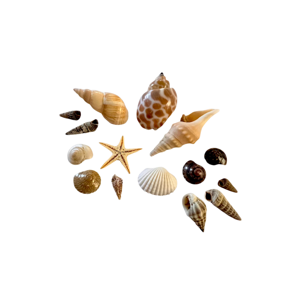 Set of Miniature Sea Shells