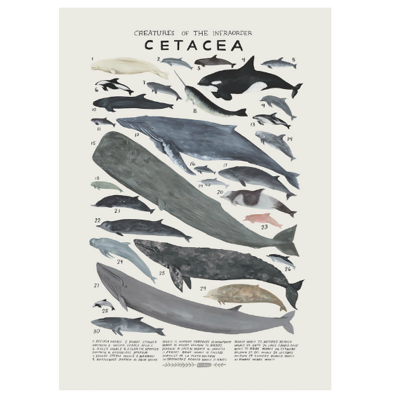 Kelzuki Creatures of the Infraorder Cetacea Print 